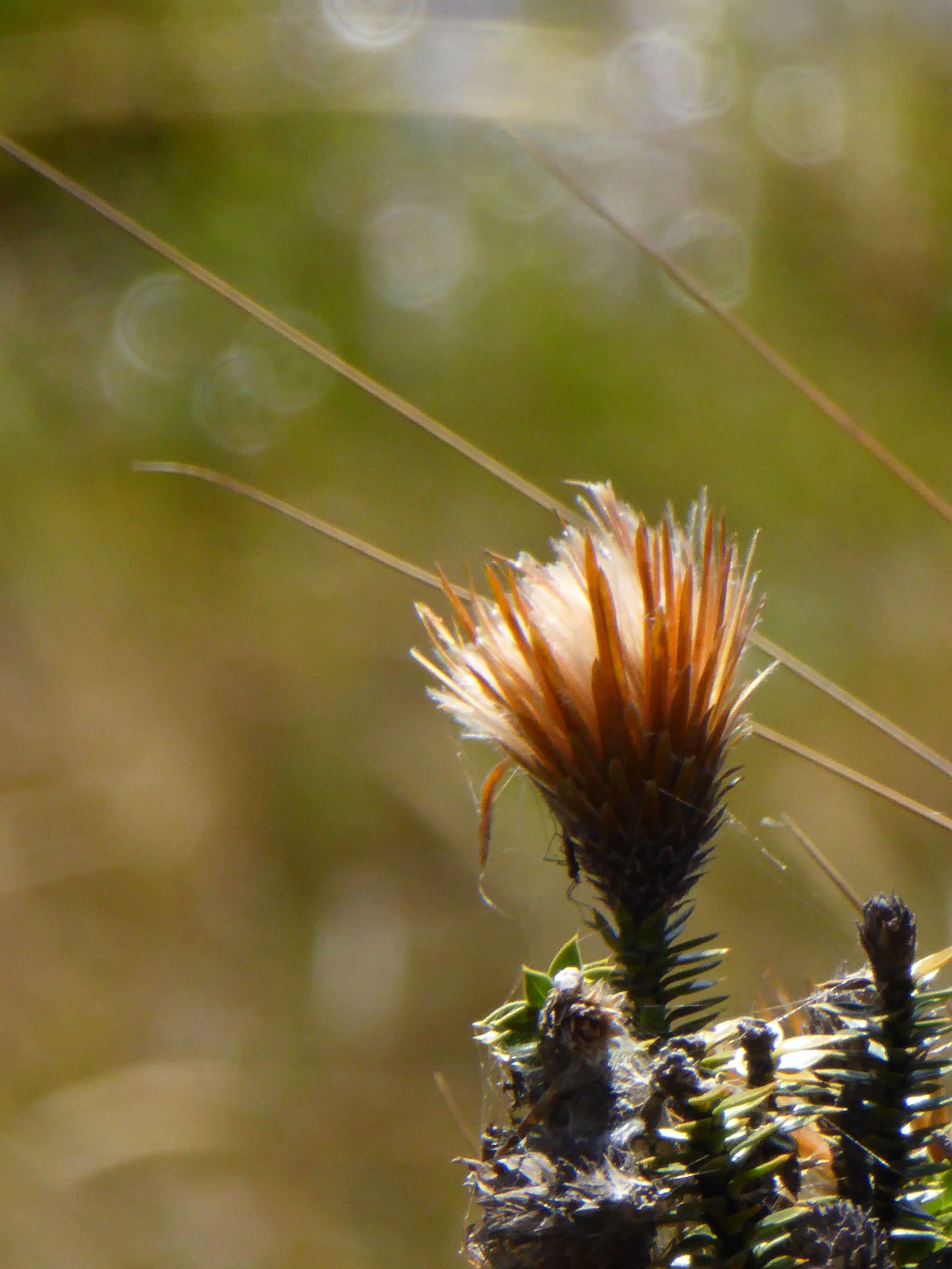 Image of flower of the Andes