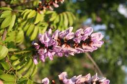 Image de Millettia grandis (E. Mey.) Skeels