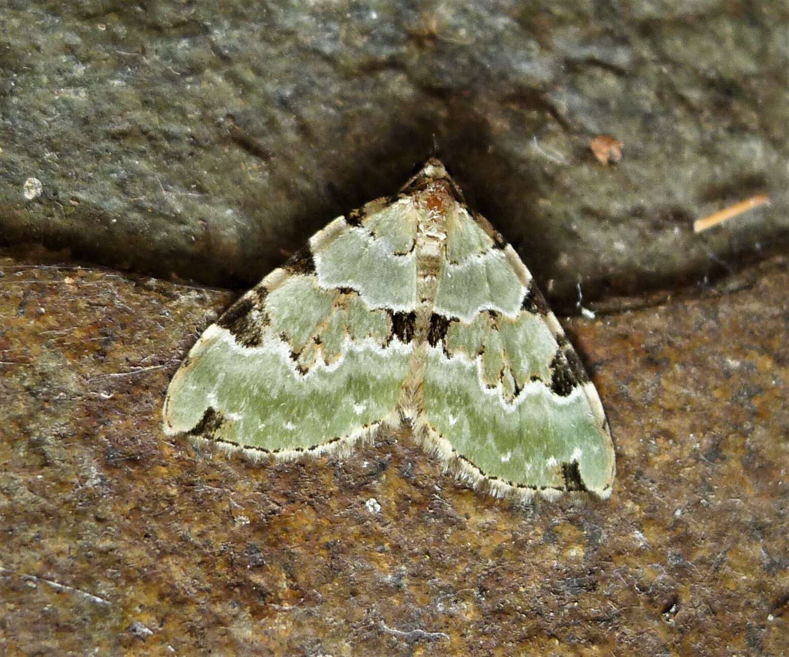 Image of green carpet