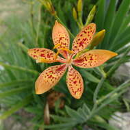 Image of Leopard flower