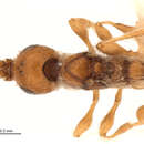 Image of Maoripria earlyi Naumann 1988