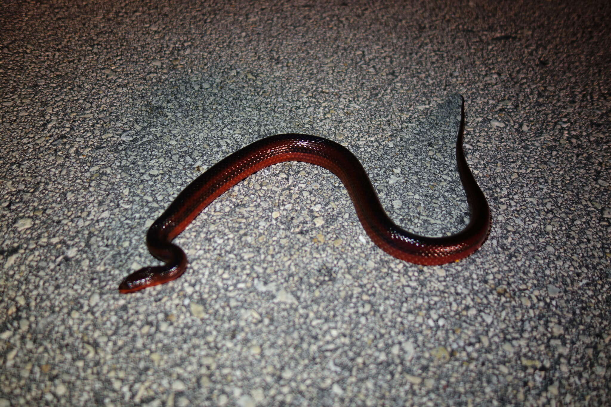 Image of Striped Crayfish Snake