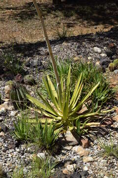 Agave geminiflora (Tagl.) Ker Gawl. resmi