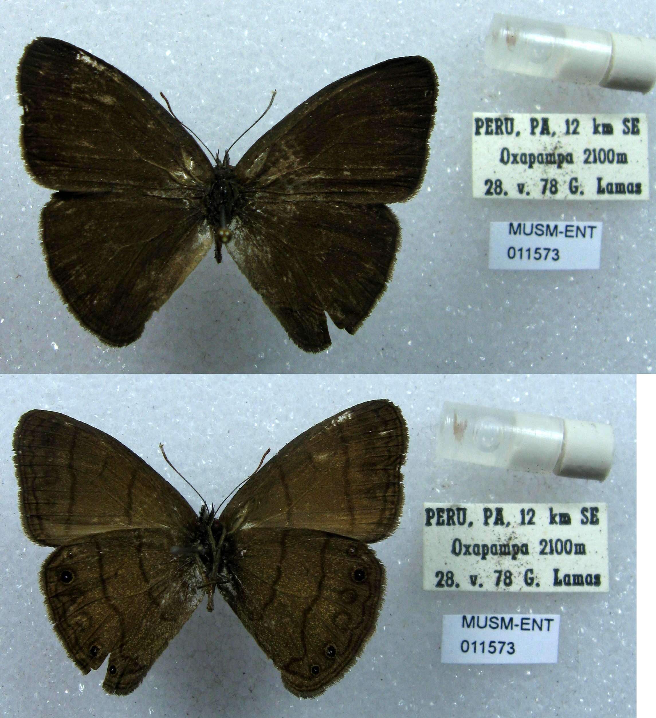 Image of Euptychia gisella Hayward 1957