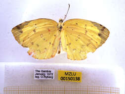 Image de Eurema hecabe (Linnaeus 1758)