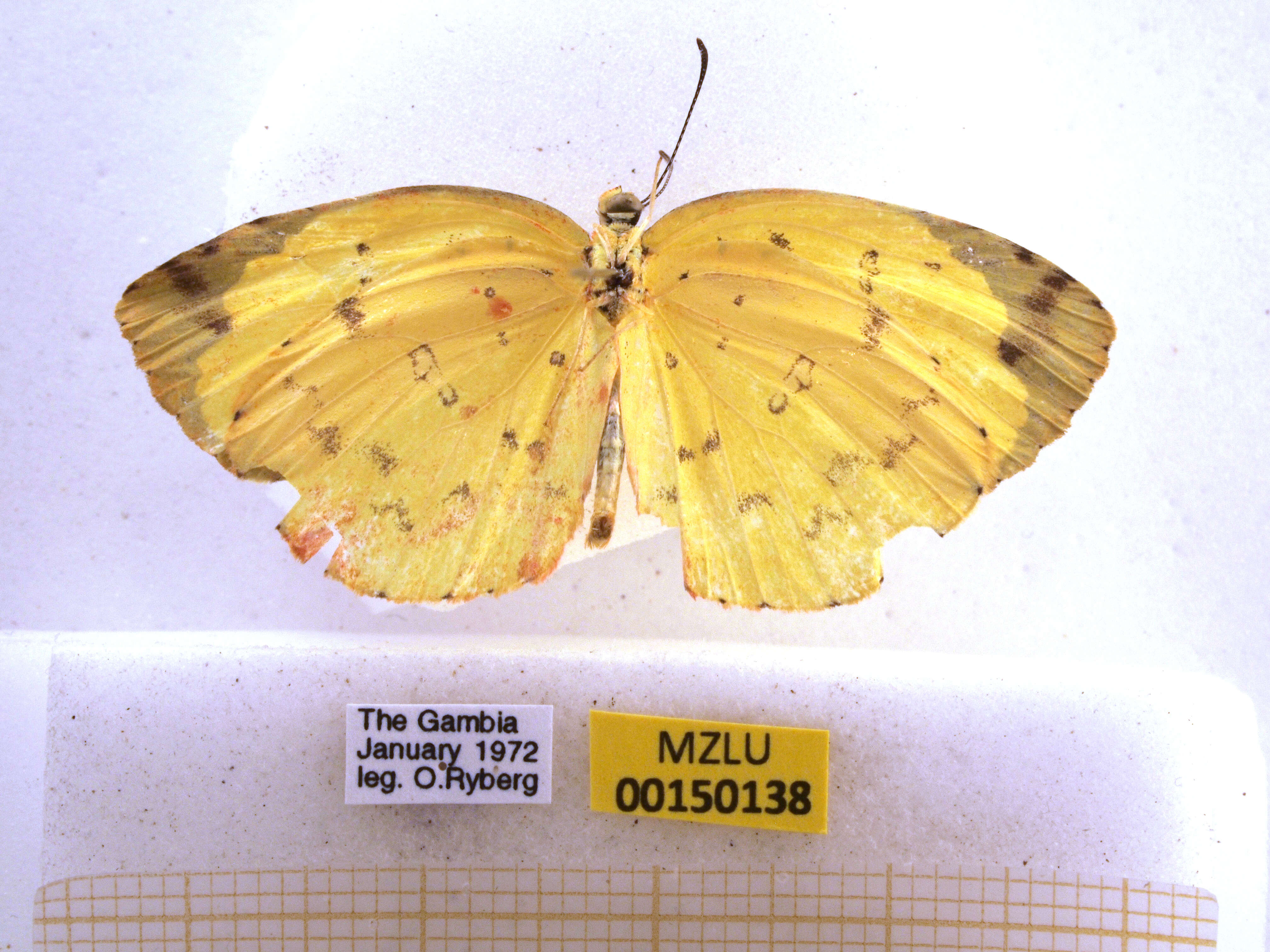 Image de Eurema hecabe (Linnaeus 1758)