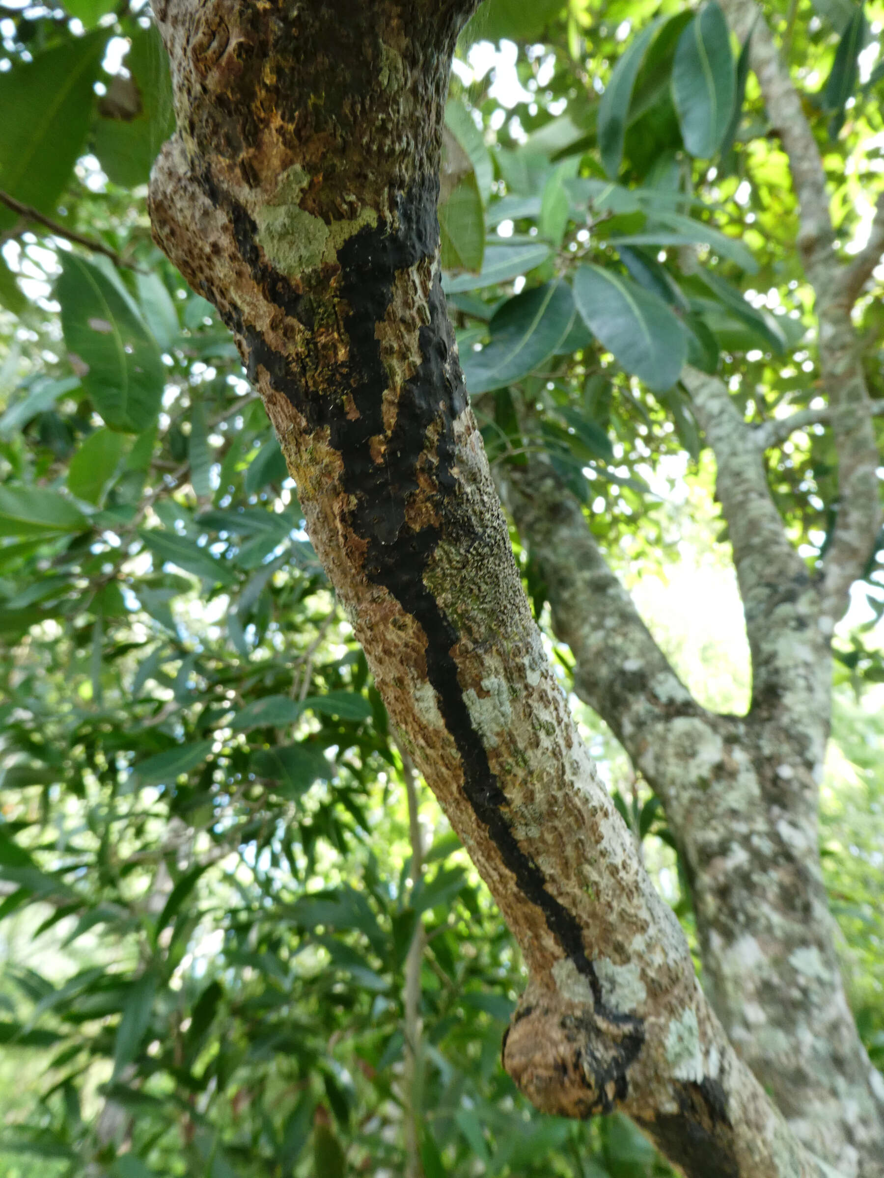 Image of Semecarpus australiensis Engl.