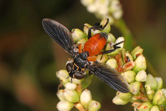 Image of Tachinid fly