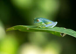 Image of Grainy Cochran Frog