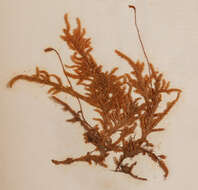 Image of Wijkia extenuata H. Crum 1971