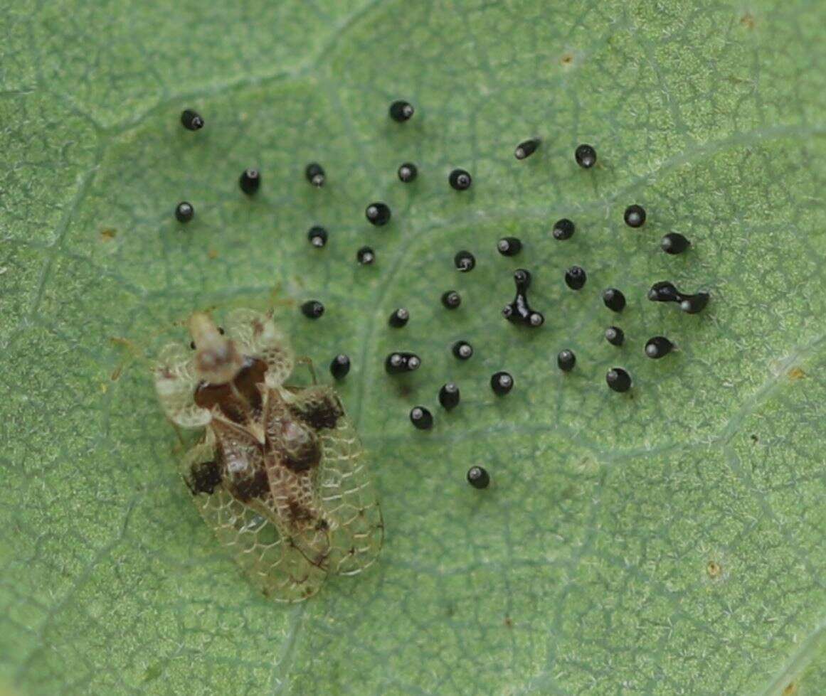 Image of Oak Lace Bug