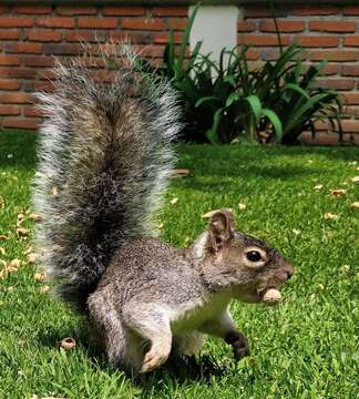 Image of Peters's squirrel