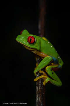 Image of Agalychnis taylori