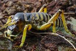 Image of mountain stone weta