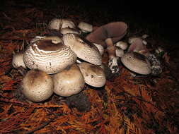 Image of Dark scaled mushroom