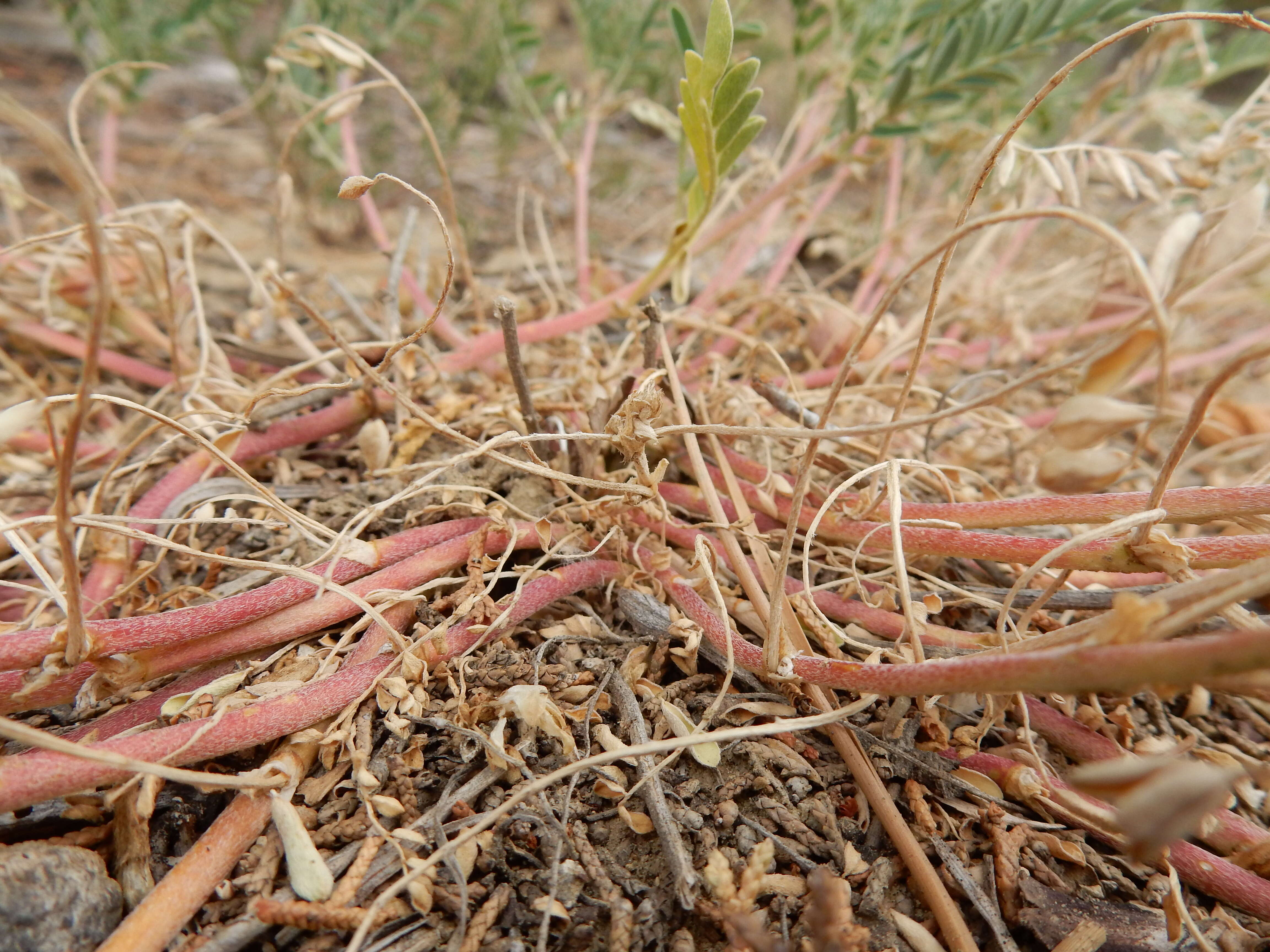 Sivun Astragalus crassicarpus Nutt. kuva