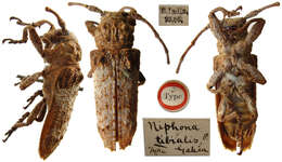Niphona tibialis Gahan 1893的图像