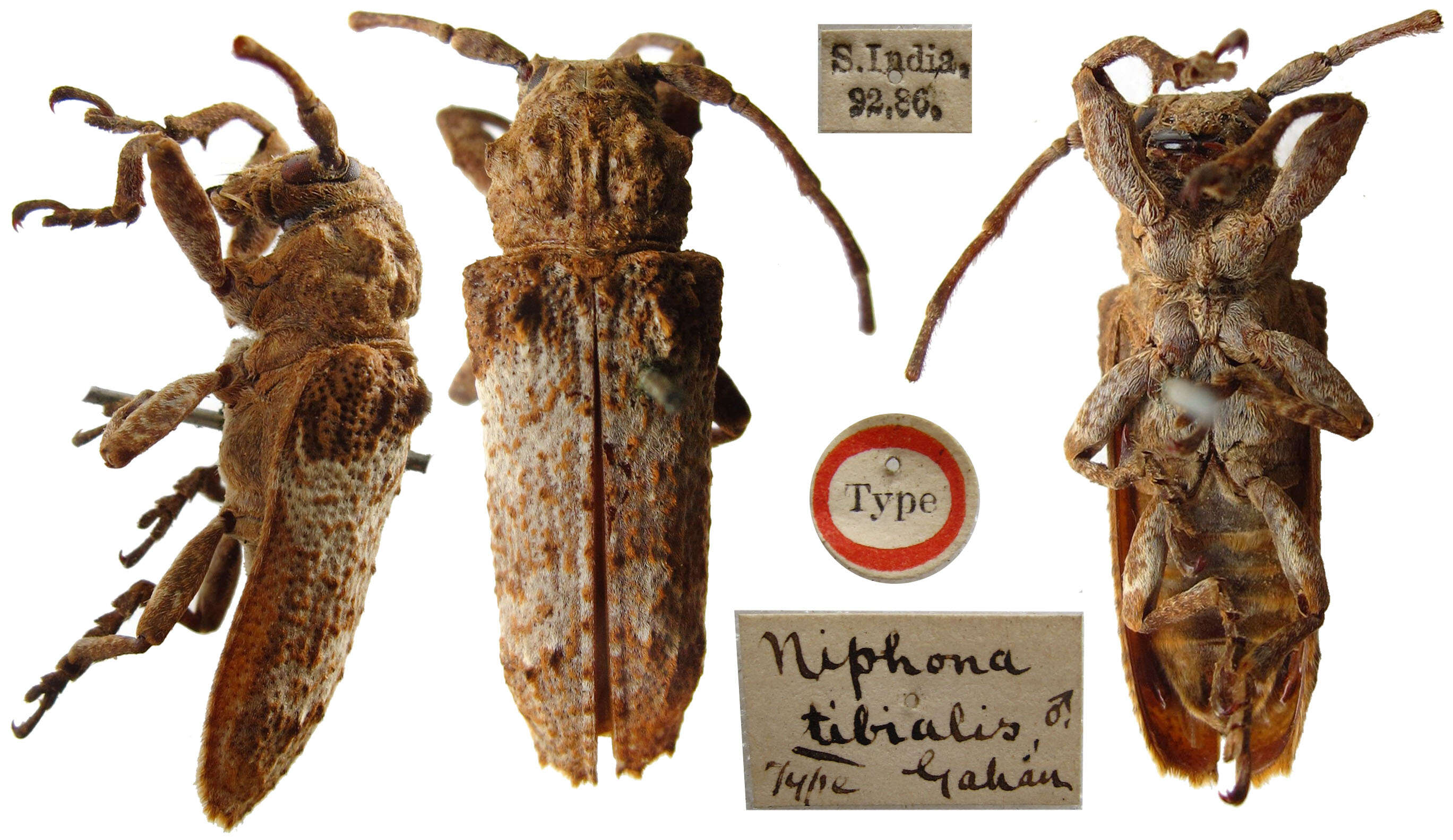 Niphona tibialis Gahan 1893的图像