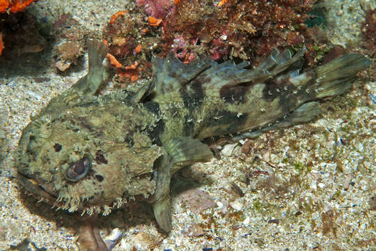 Image of Blotchtail toadfish