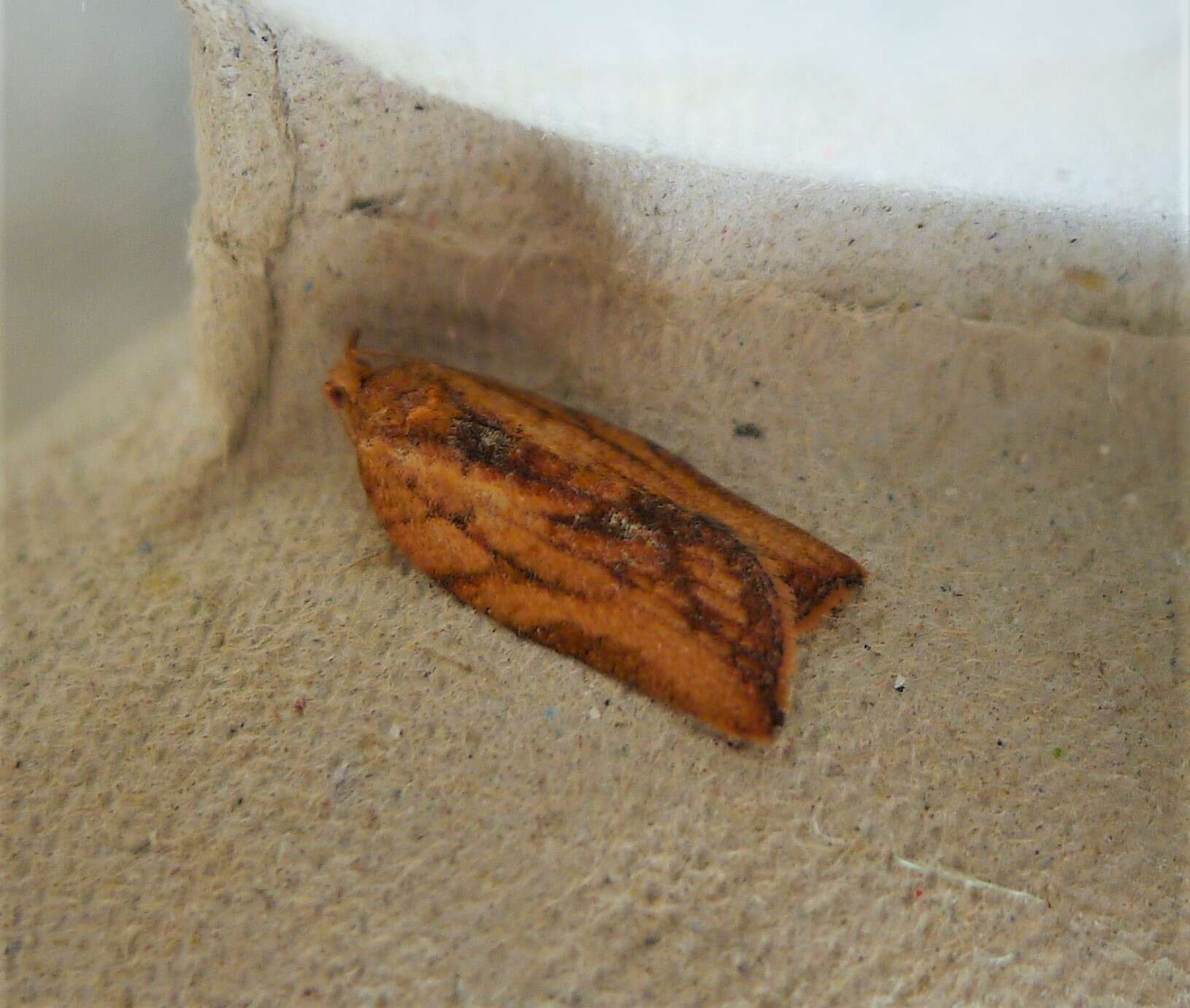 Image of Light brown apple moth