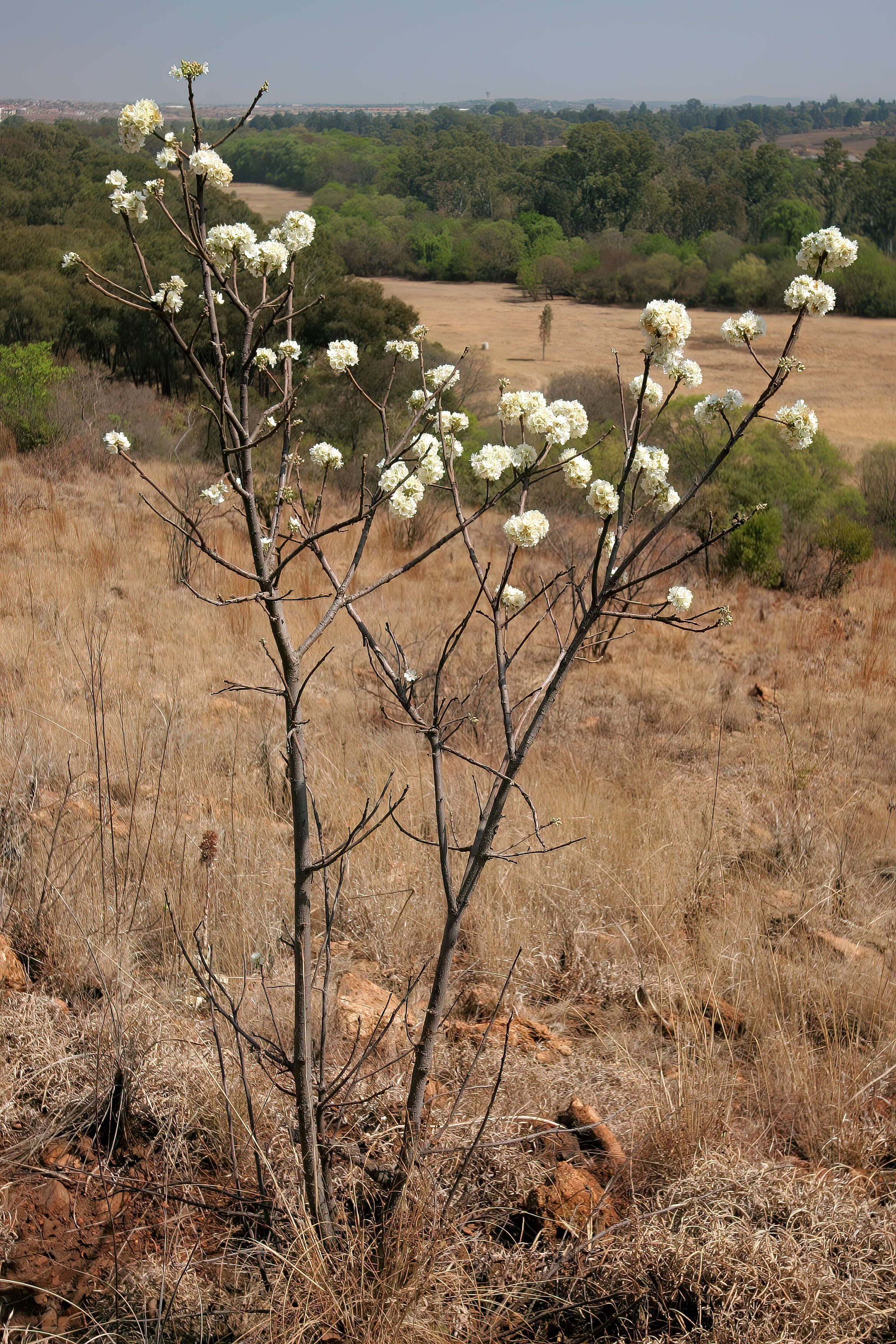 Image of Umwane