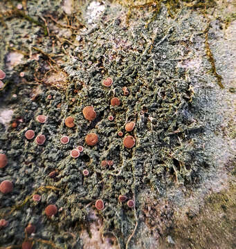 Image of dotted lichen