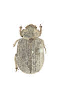 Image of Polynoncus sallei (Harold 1872)