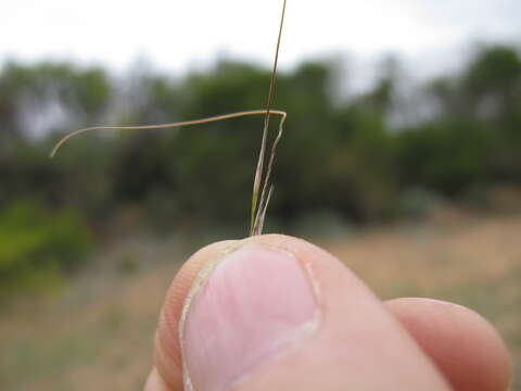 Image of Austrostipa nodosa (S. T. Blake) S. W. L. Jacobs & J. Everett