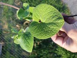 Brunnera macrophylla (Adams) I. M. Johnst. resmi