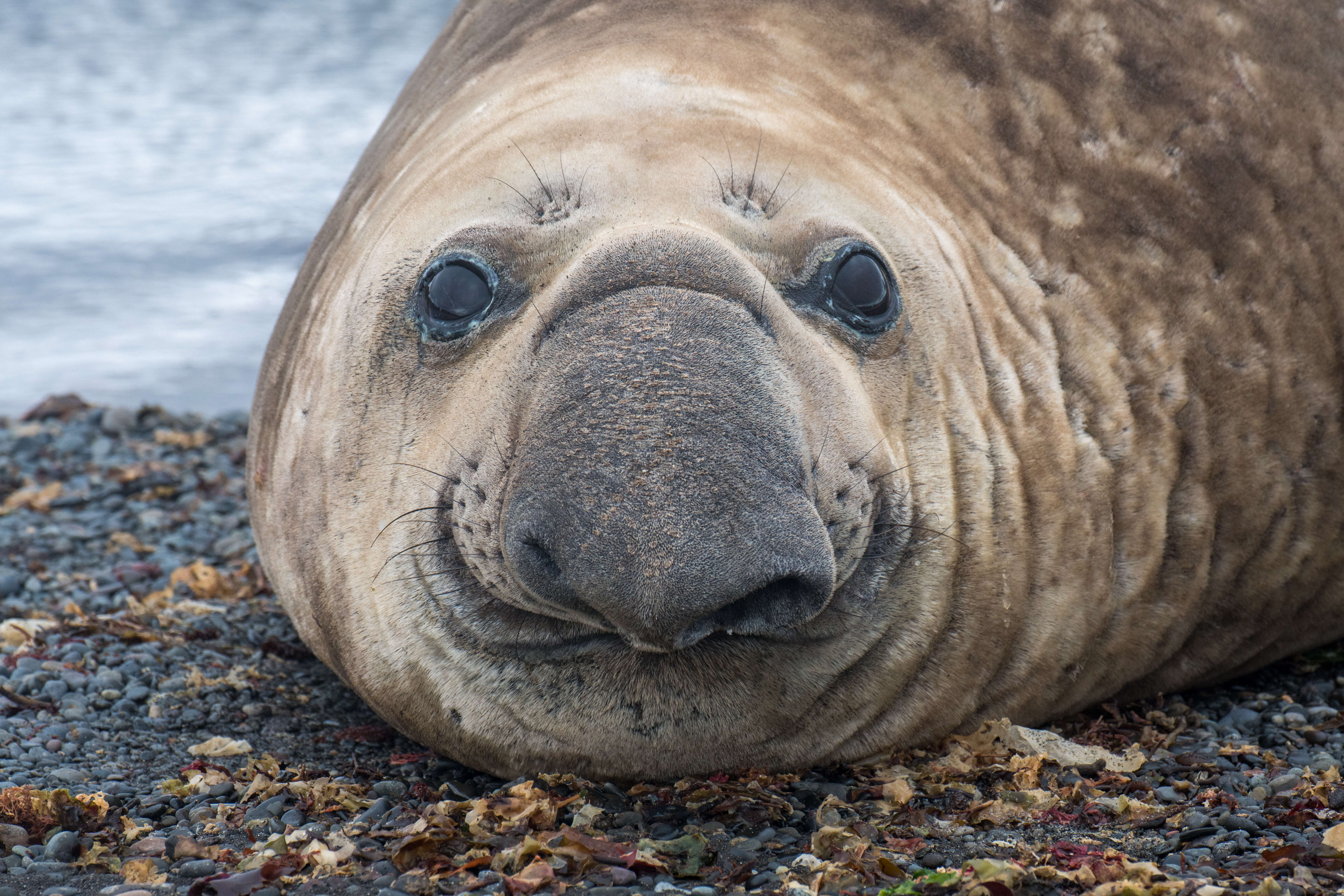 Image of South Atlantic Elephant-seal