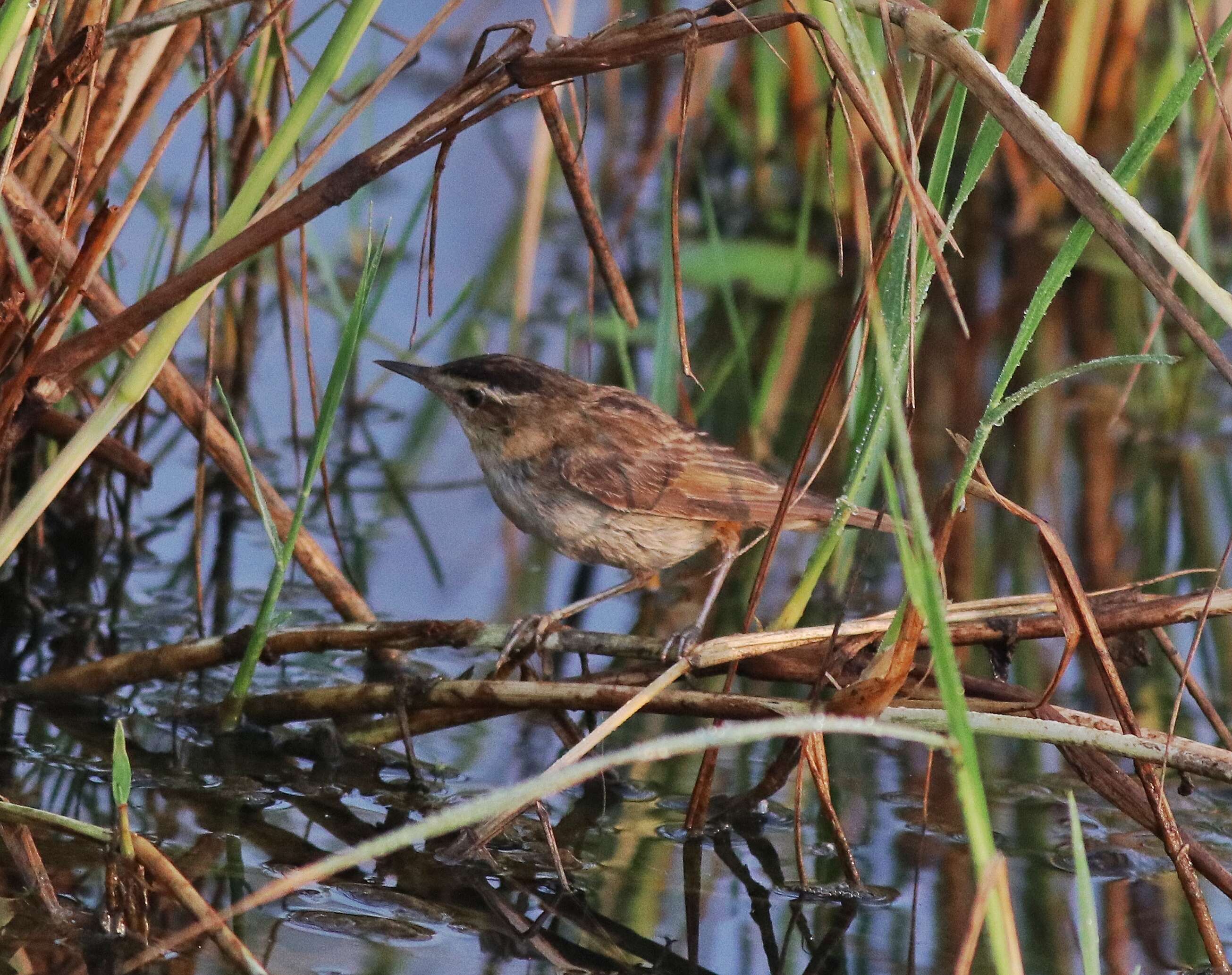 Image of Sedge Warbler