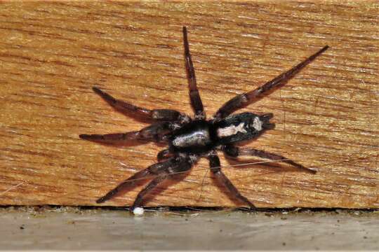 Image of Eastern Parson Spider