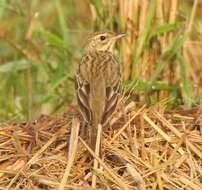 Image of Tree Pipit