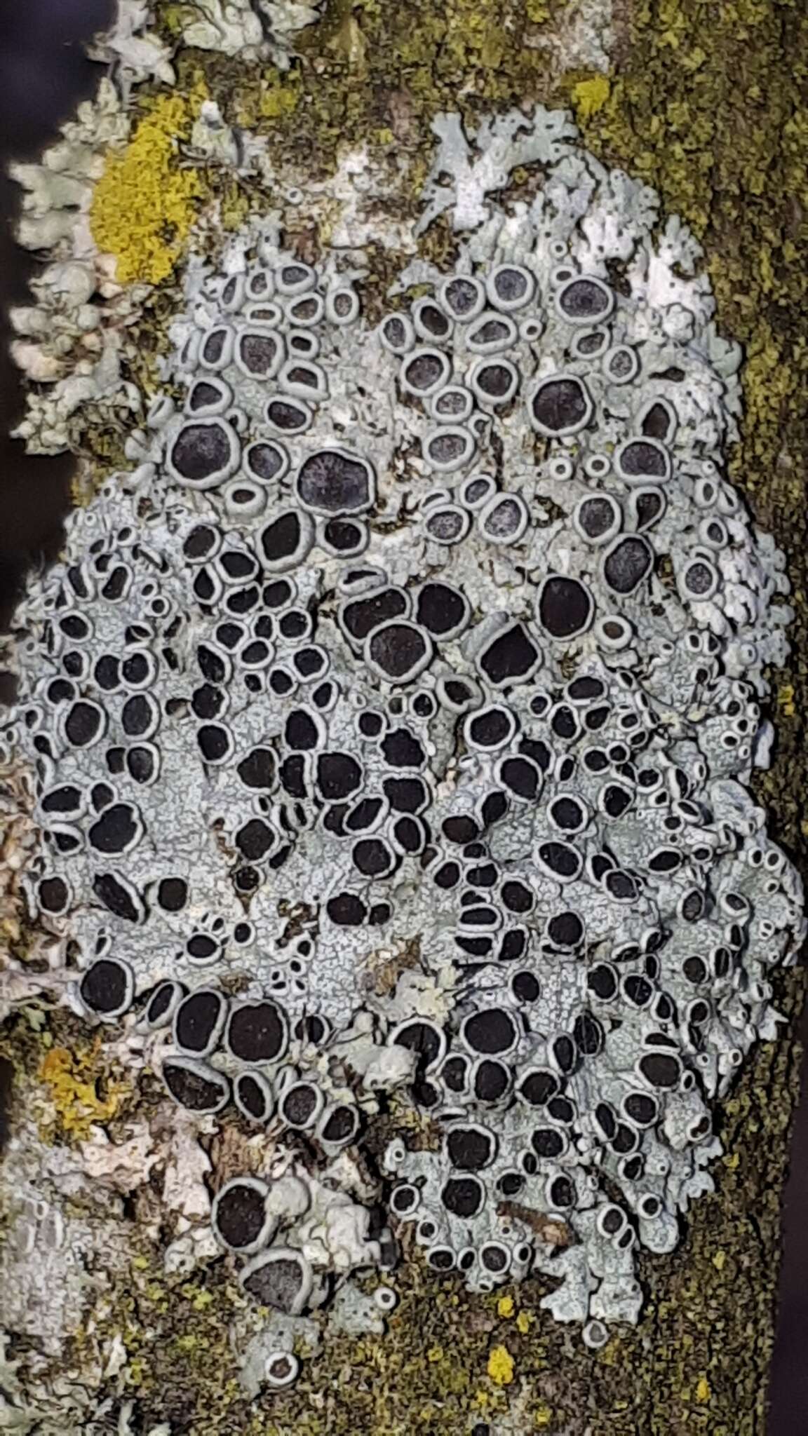 Image of rosette lichen