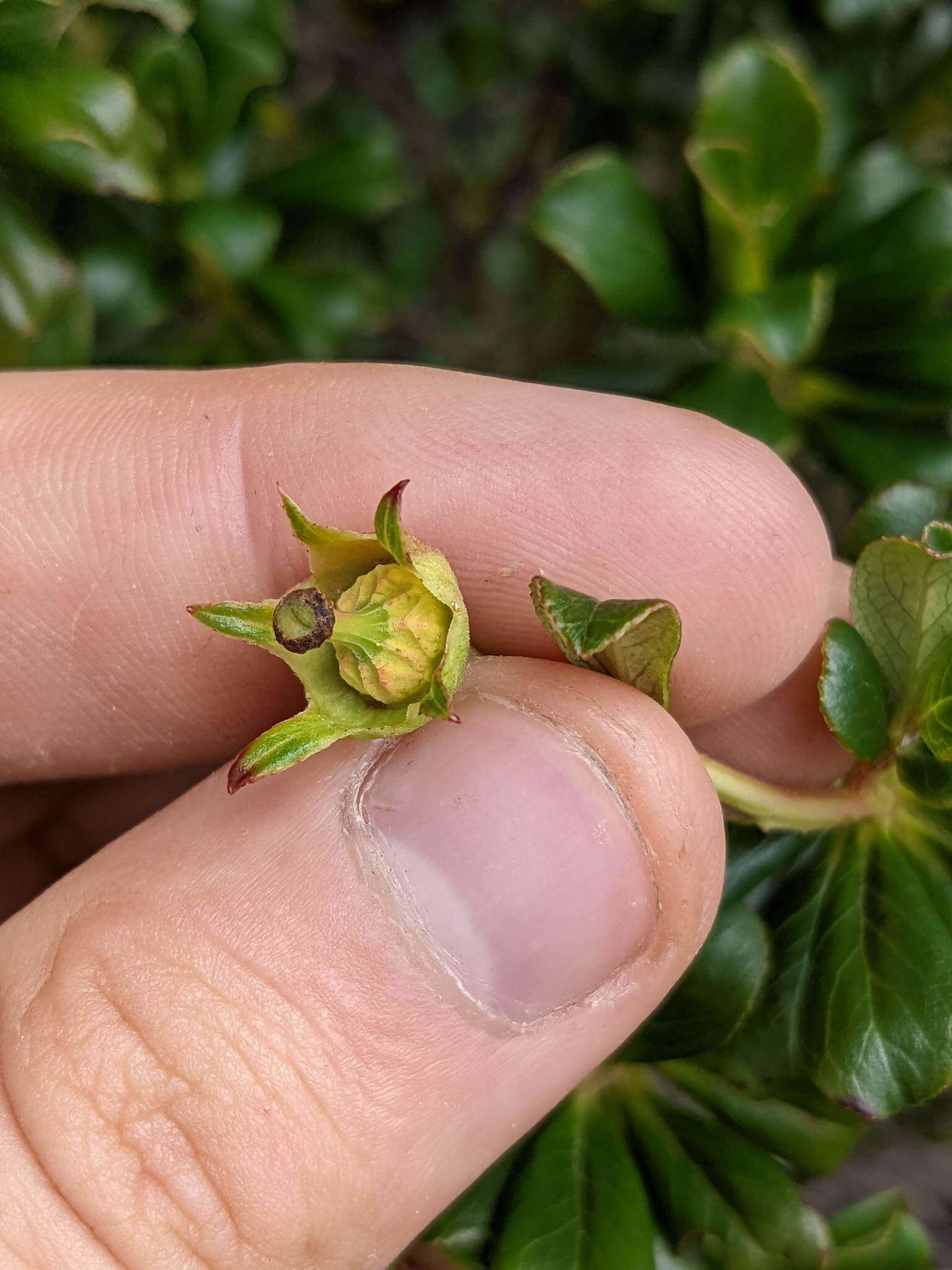 Escallonia myrtilloides L. fil. resmi