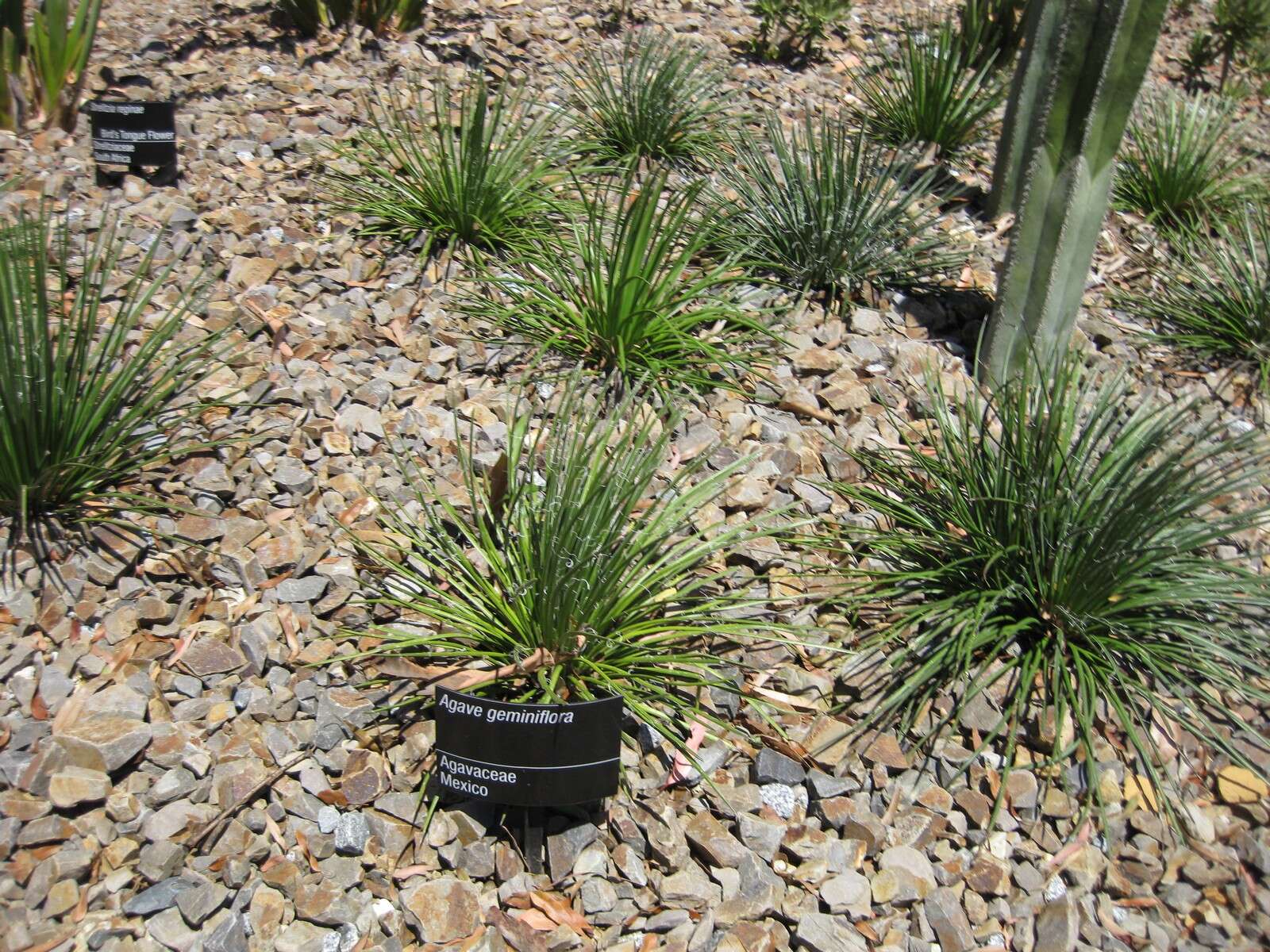 Image of Agave geminiflora (Tagl.) Ker Gawl.