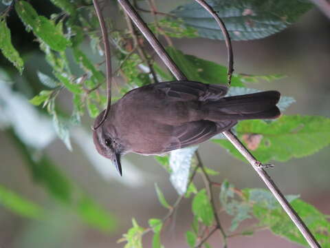 Image of Smoky Bush Tyrant