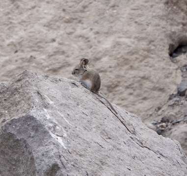 Image of Bolivian Big-eared Mouse