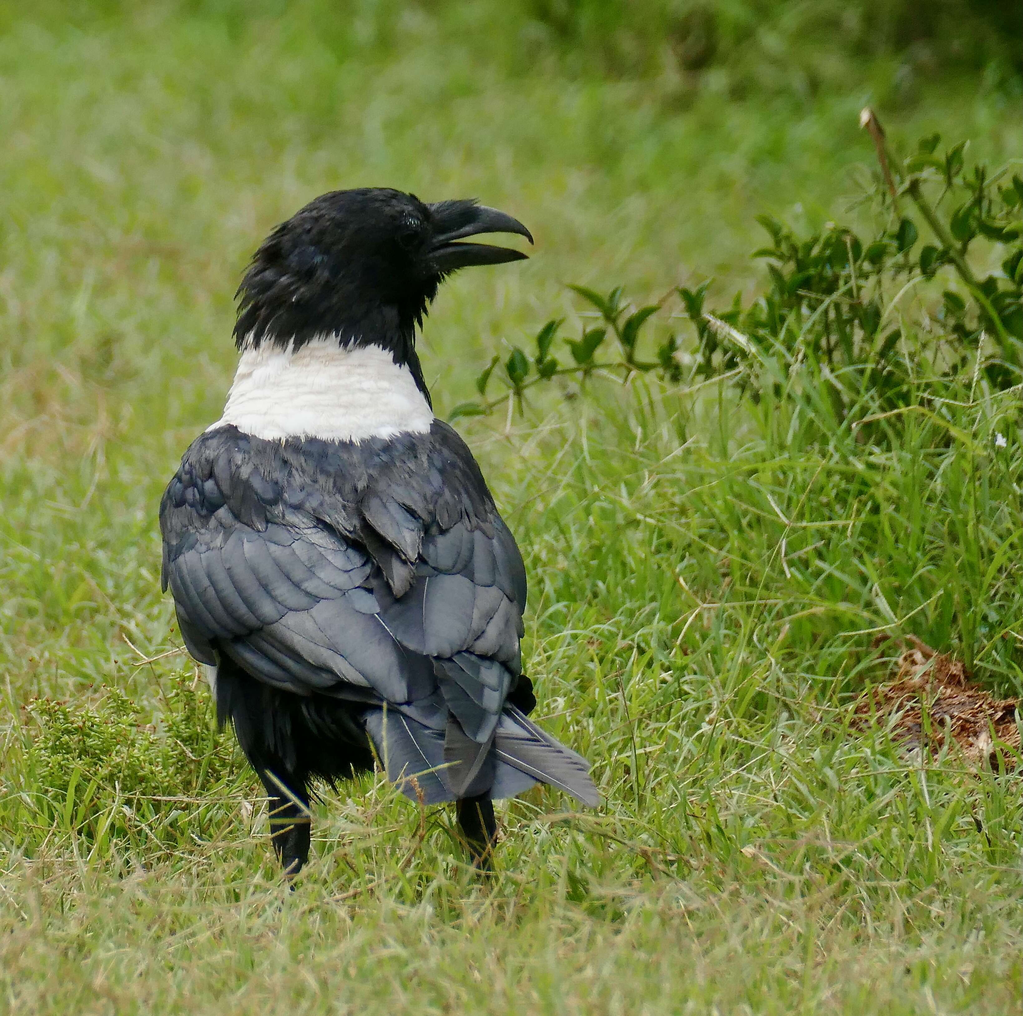 Image of Pied Crow