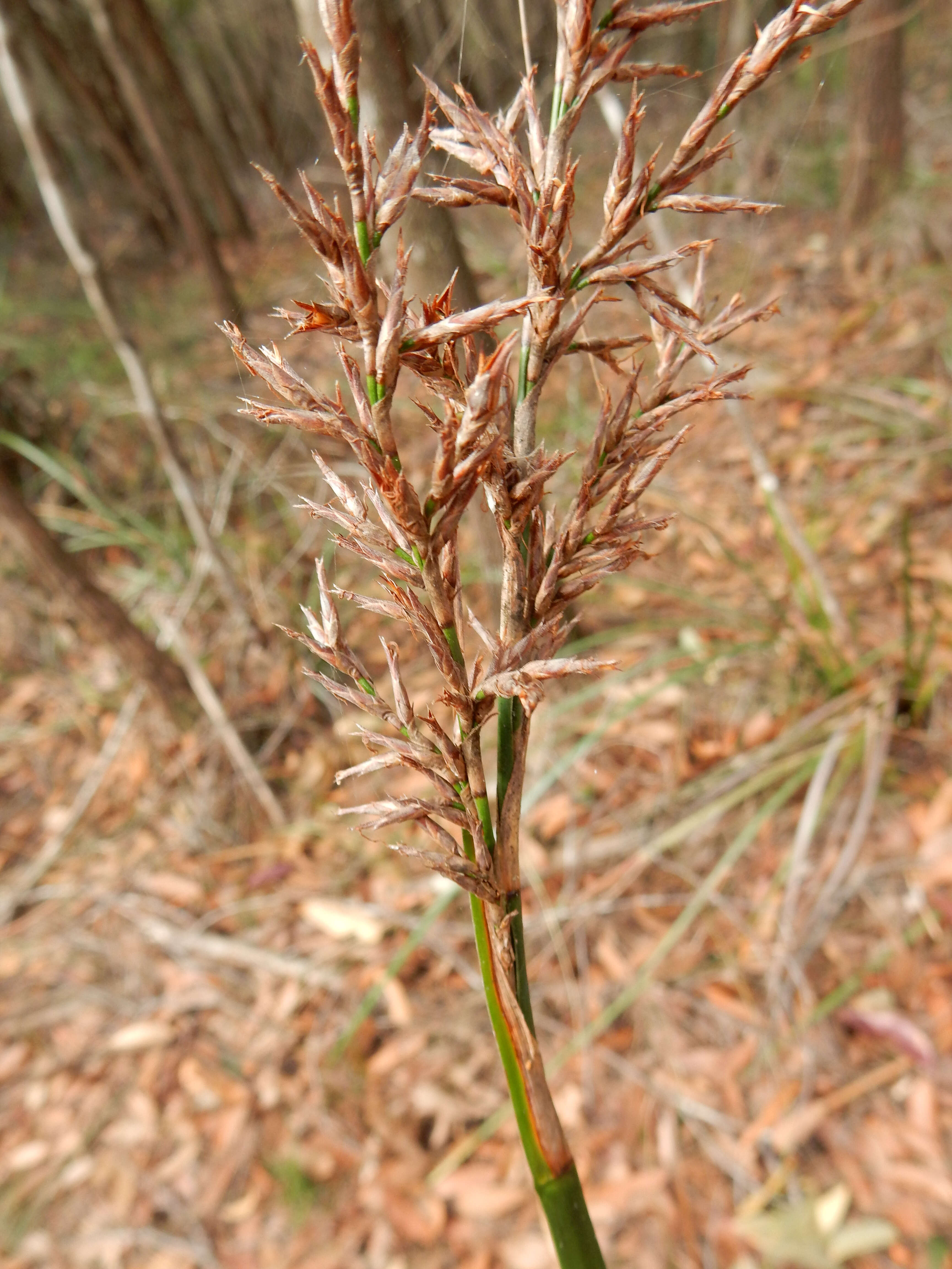 Image of Lepidosperma sieberi Kunth