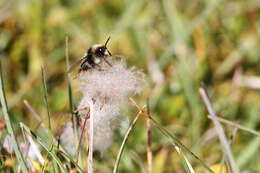 Imagem de Bombus mendax Gerstäcker 1869