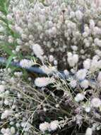 Image of Hare's-foot Clover