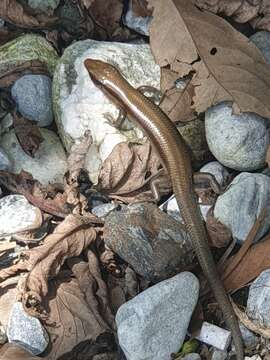 Image de Plestiodon elegans (Boulenger 1887)