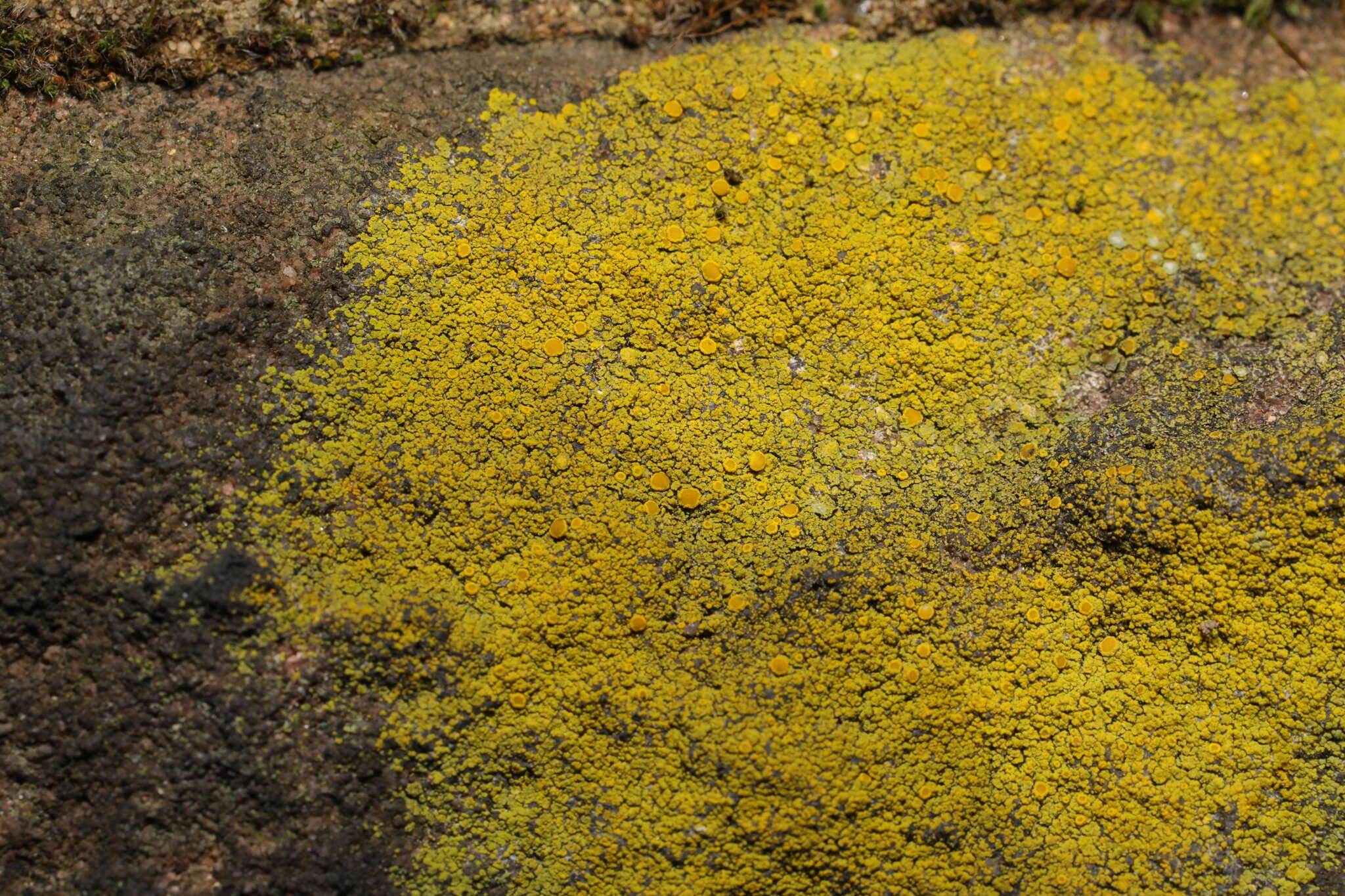 Image of eggyolk lichen