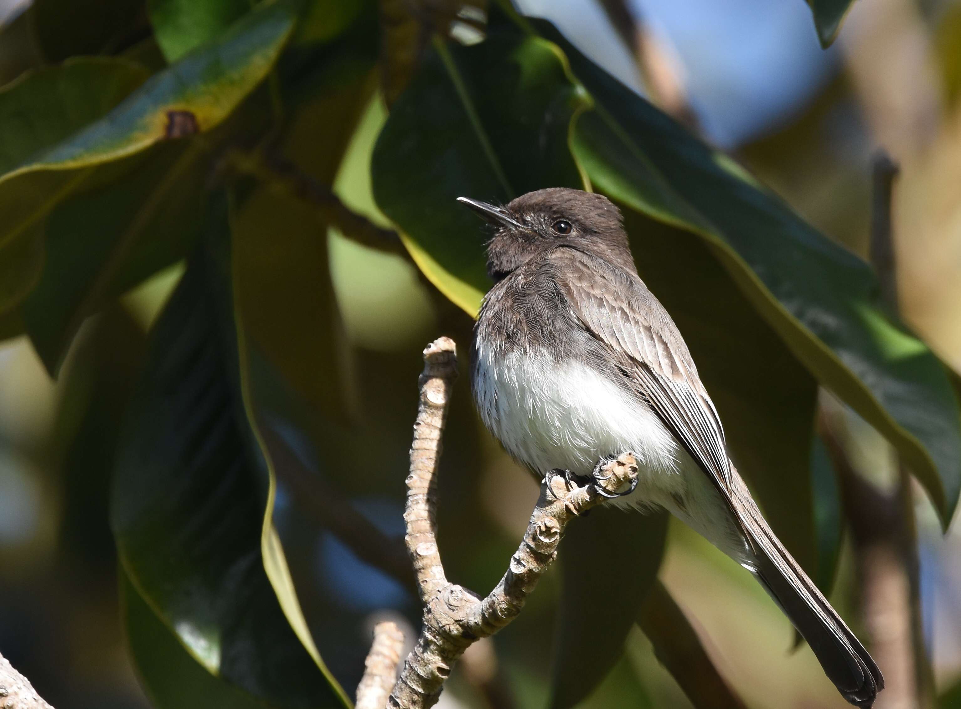 Image of Eastern Phoebe