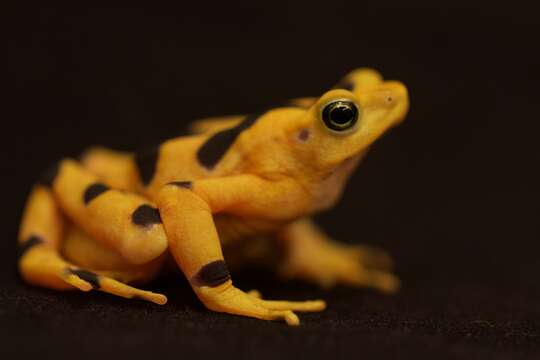 Image of Golden arrow poison frog