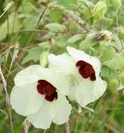 Hibiscus vitifolius L.的圖片