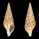 Image of Clavatula solangeae Bozzetti 2006