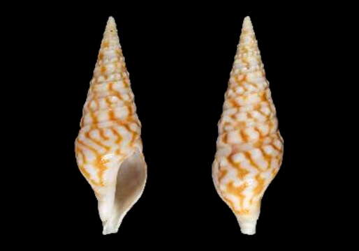 Image of Clavatula solangeae Bozzetti 2006