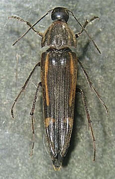 Image of false darkling beetles